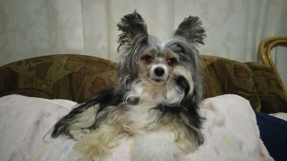 Chinese Crested pp online puzzle