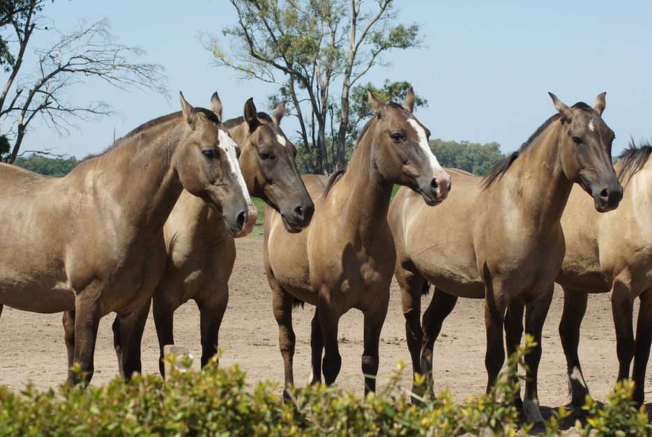 Argentinian Horses online puzzle