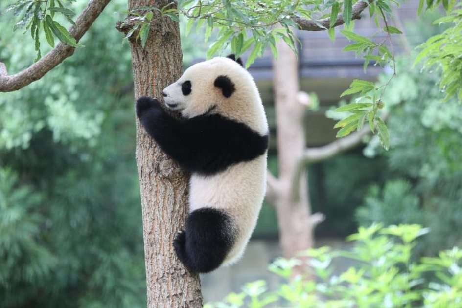 Panda puzzle online a partir de fotografia