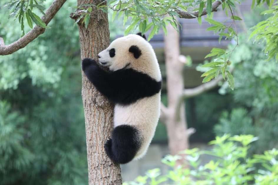 Panda Online-Puzzle vom Foto