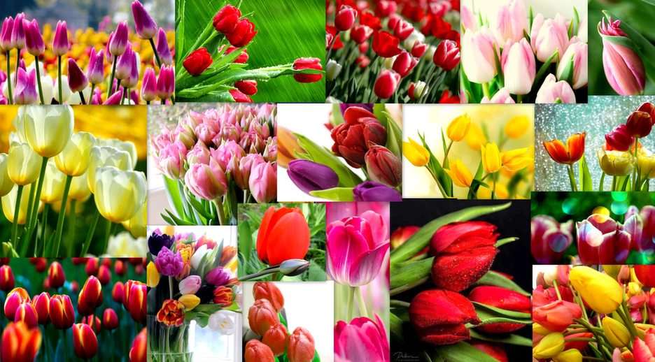 tulips puzzle online from photo