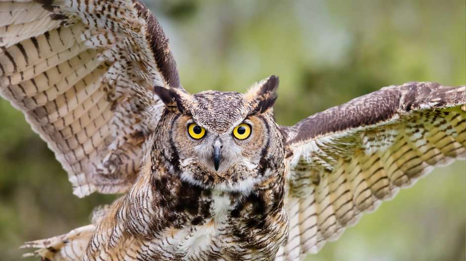Owls online puzzle