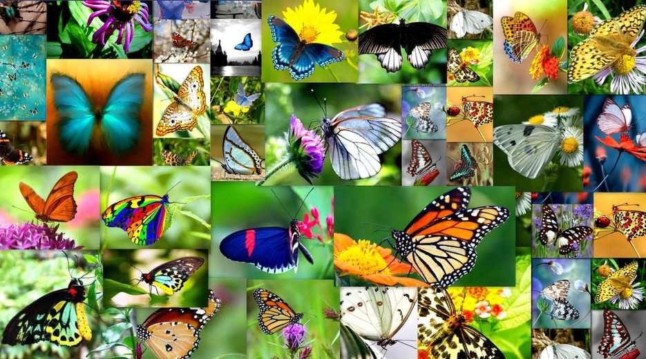 Пеперуди онлайн пъзел от снимка