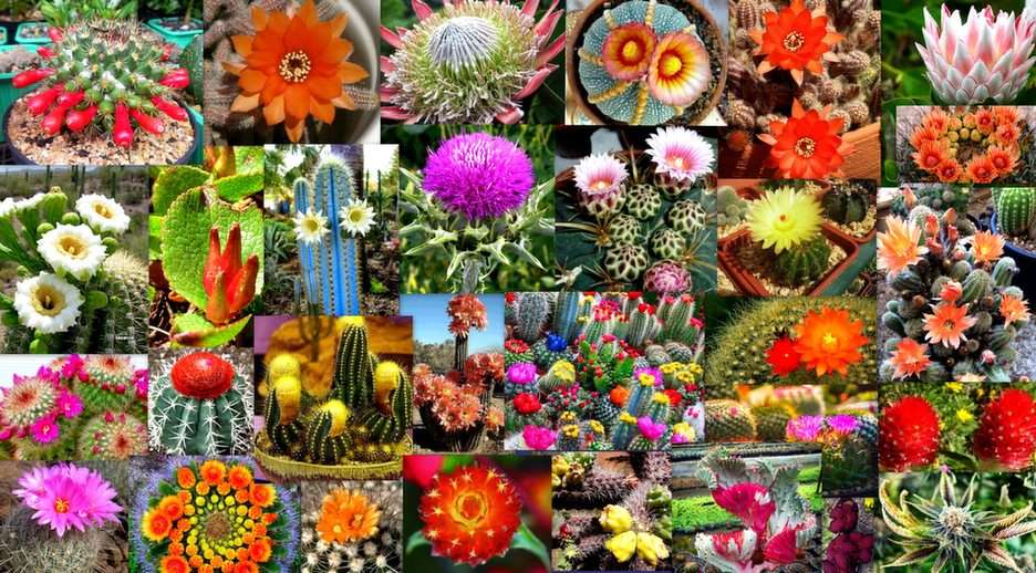 bloeiende cactussen puzzel online van foto