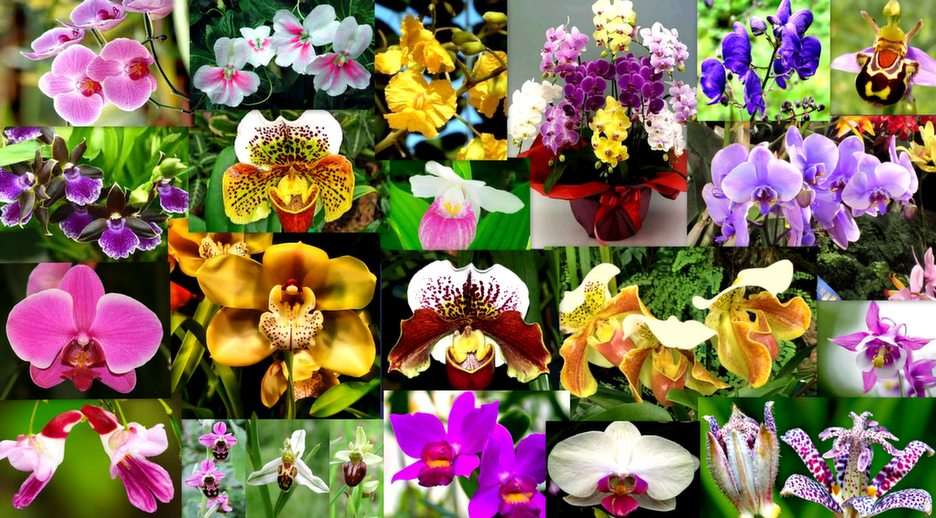 orchideák online puzzle