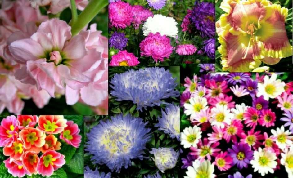 λουλούδια παζλ online από φωτογραφία