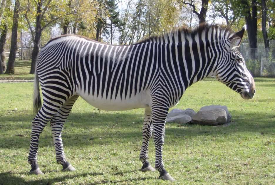 zebra online puzzel