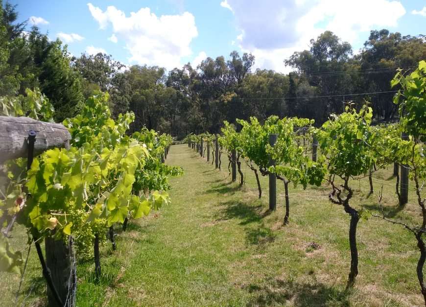 Vineyard perto de Stanthorpe, QLD puzzle online