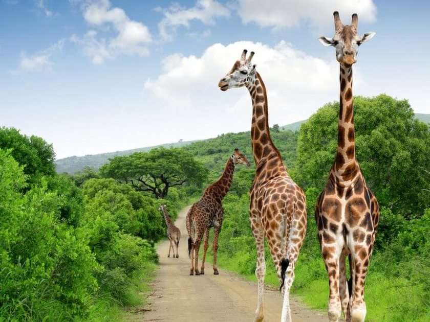 Жирафи в пустинята онлайн пъзел от снимка