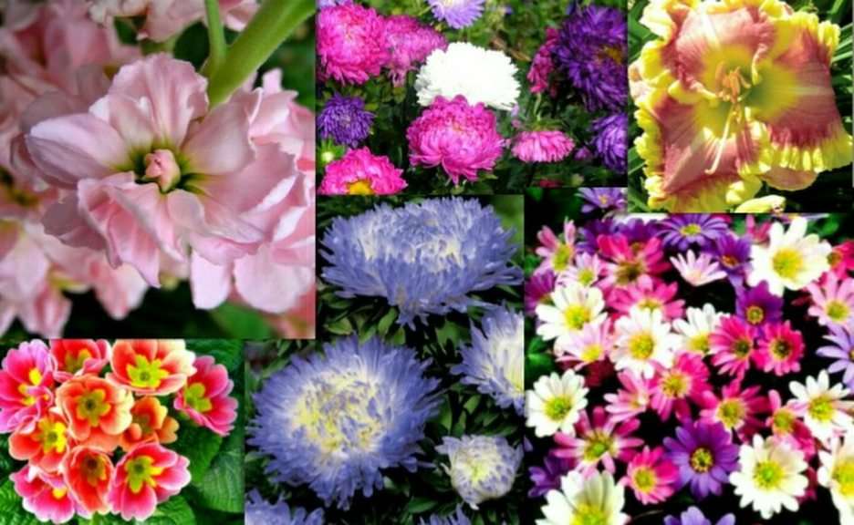 květiny online puzzle