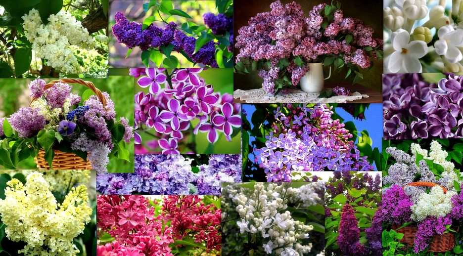 lilacs ... puzzle online from photo