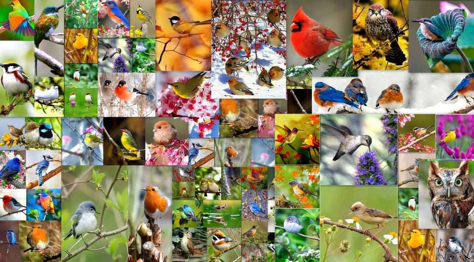 madarak puzzle online fotóról