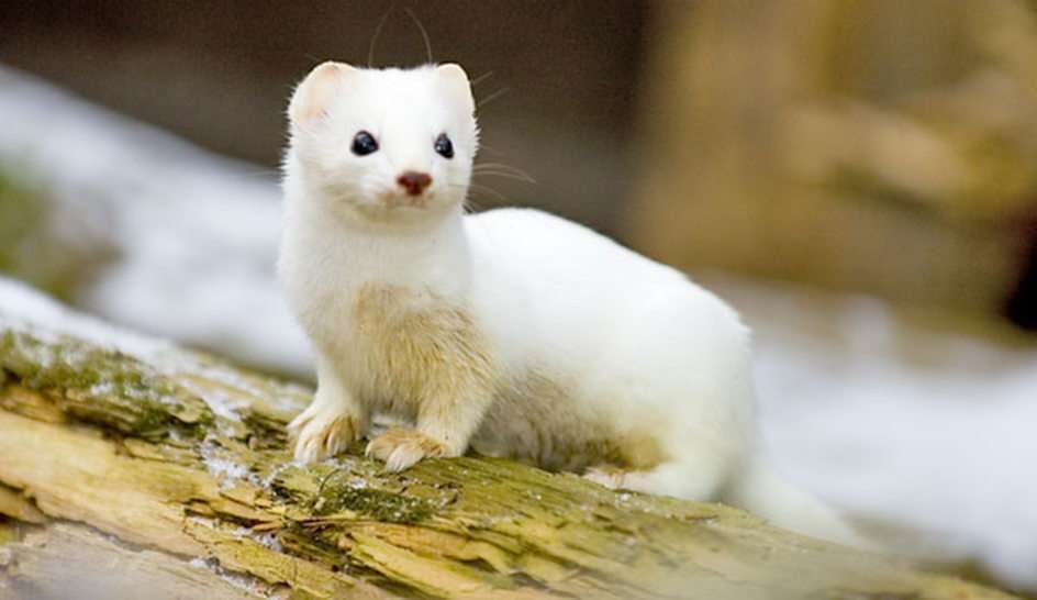 ermine puzzle online from photo
