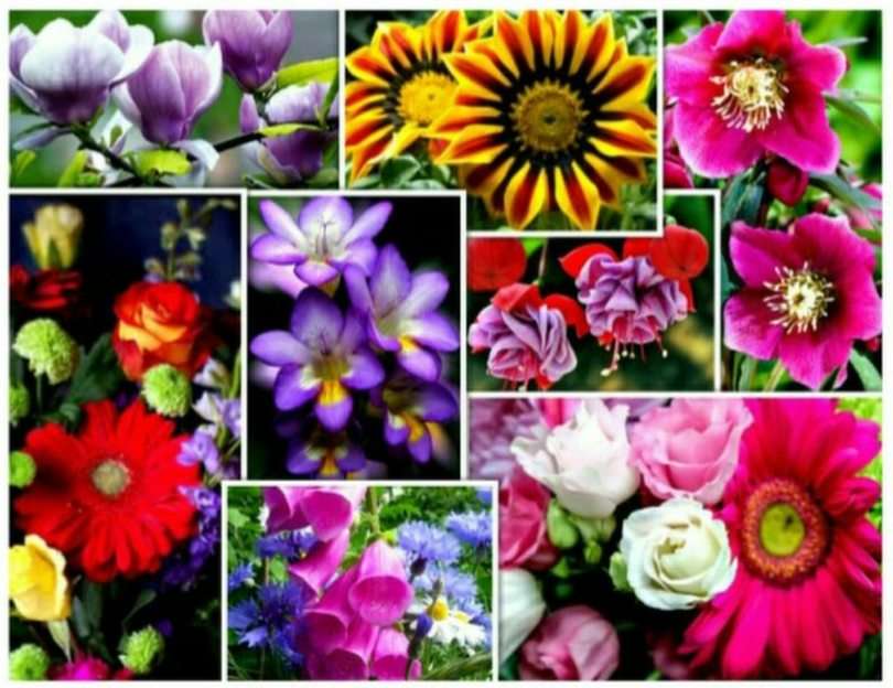 квіти скласти пазл онлайн з фото