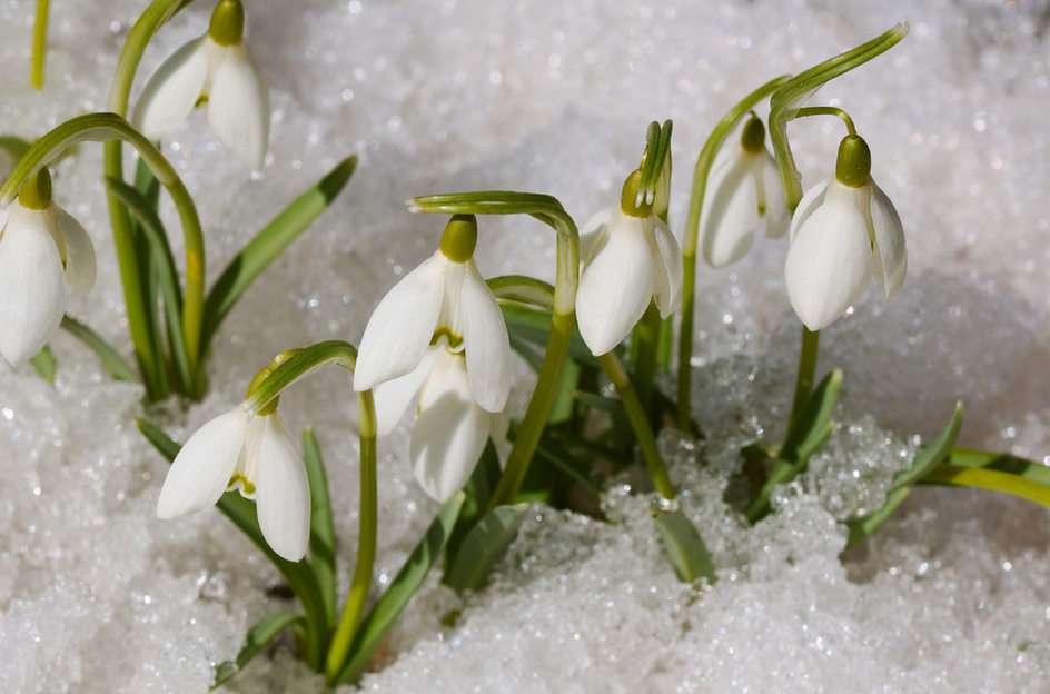 Snowdrops puzzle online from photo