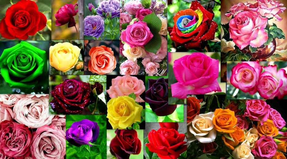 Rosas puzzle online