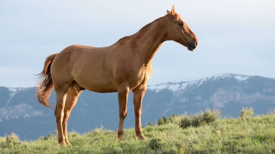 Häst pussel online från foto
