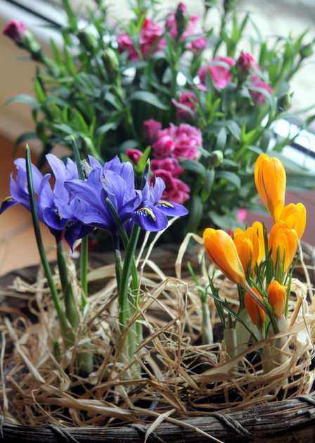 spring on the windowsill :-) online puzzle