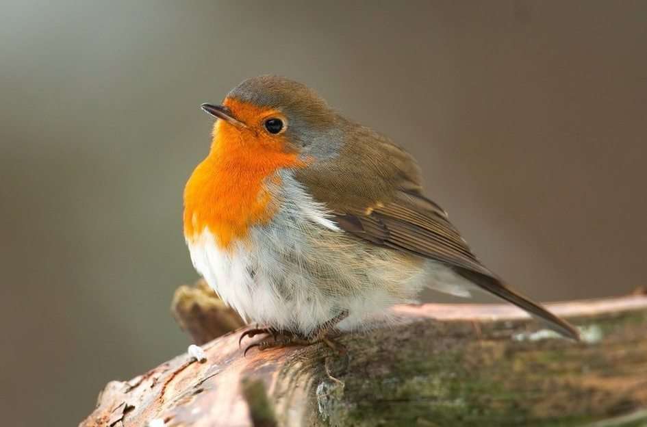 robin puzzle online from photo
