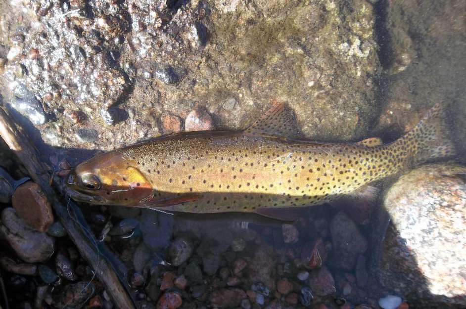 Trout puzzle online from photo