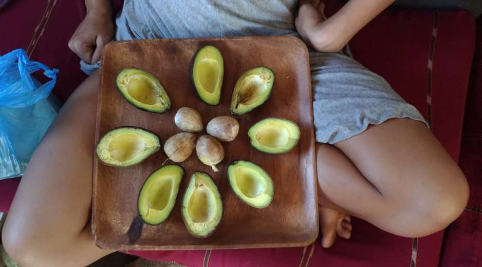 Kostarika - plody ... lesa puzzle online z fotografie