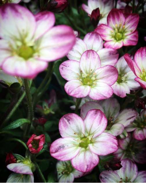 Rózsaszín virágok puzzle online fotóról