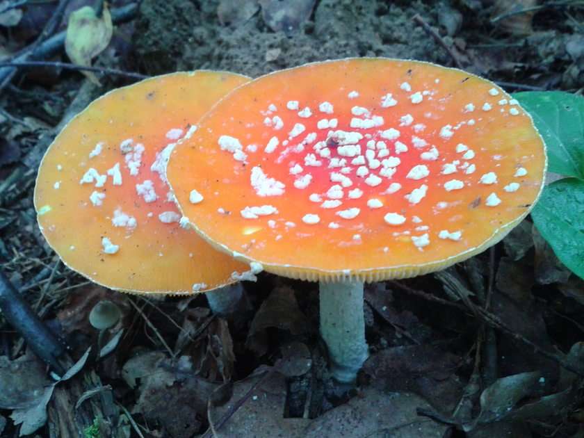 houby puzzle online z fotografie