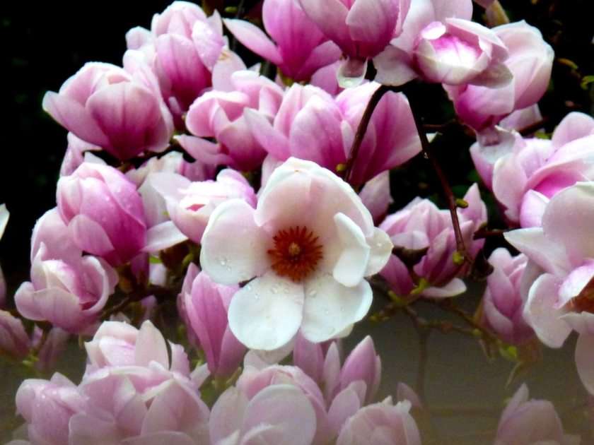 Magnolias in front of ZSP No. 1 in Kłodzko online puzzle