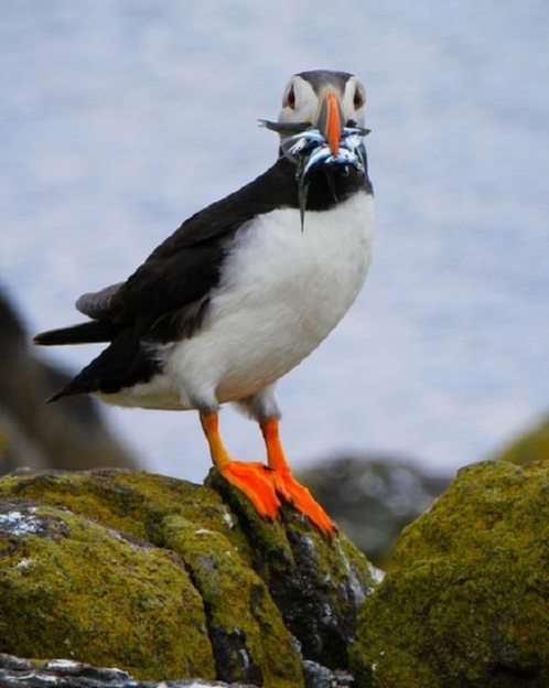 Puffin puzzle online from photo