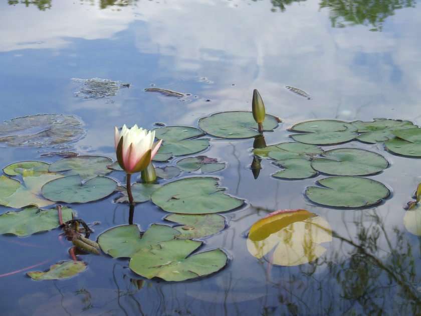water lilies online puzzle