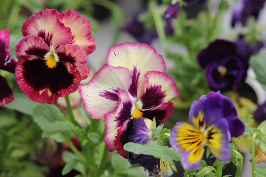 Pansies puzzle online from photo