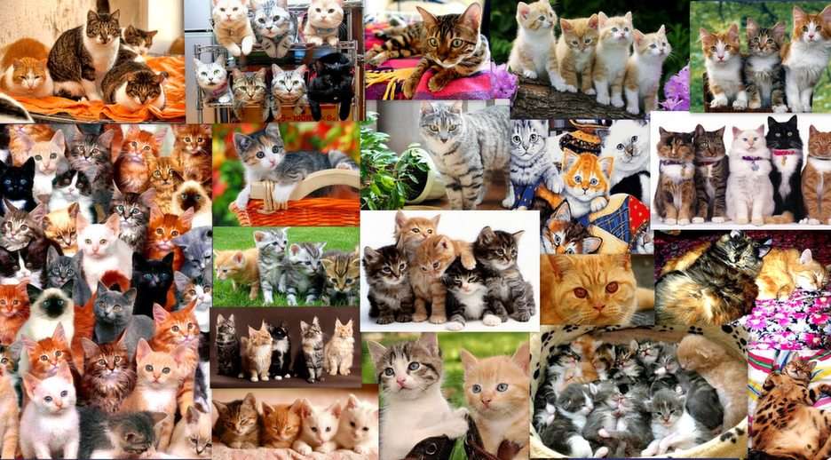 många, många kattungar ... Pussel online