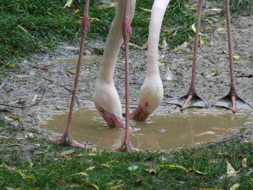 flamingor pussel online från foto