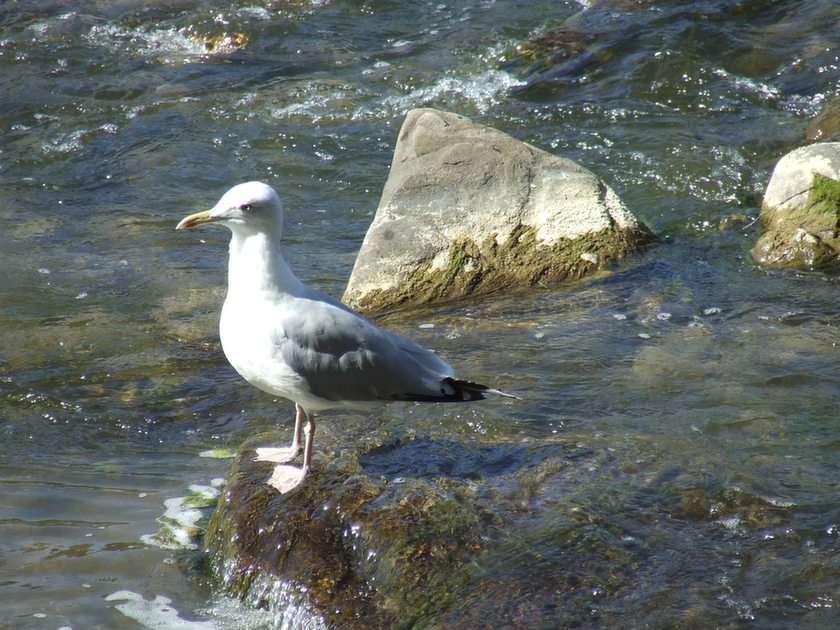 seagull puzzle online from photo
