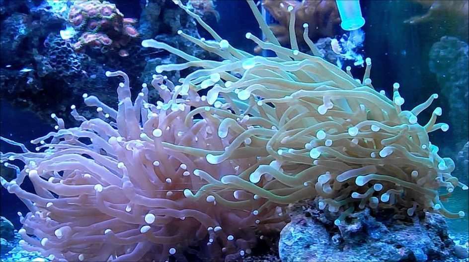 coral puzzle online a partir de fotografia