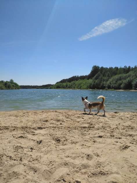 Παραλία και σκύλος παζλ online από φωτογραφία
