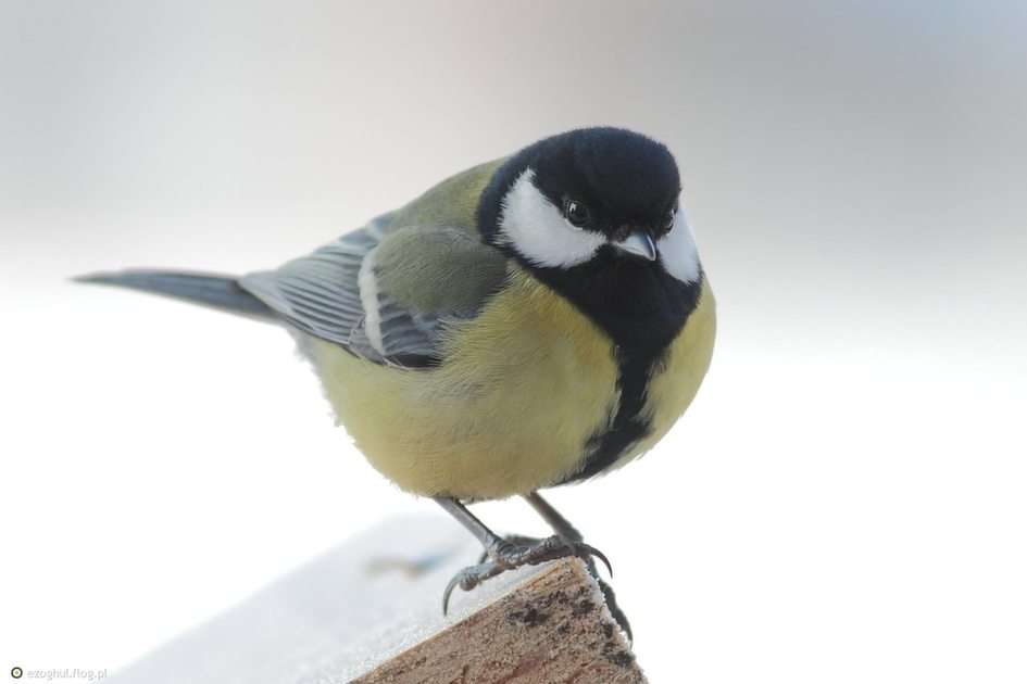 Great Tit puzzle online from photo