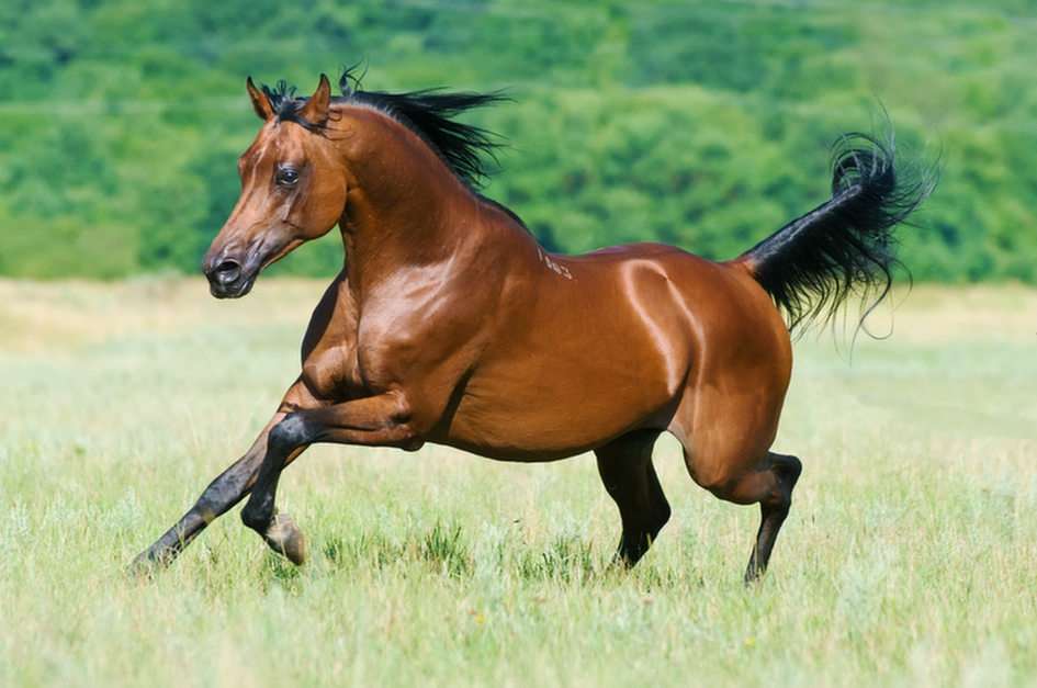 άλογο παζλ online από φωτογραφία