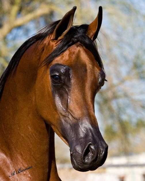 Arabian Horse puzzle online