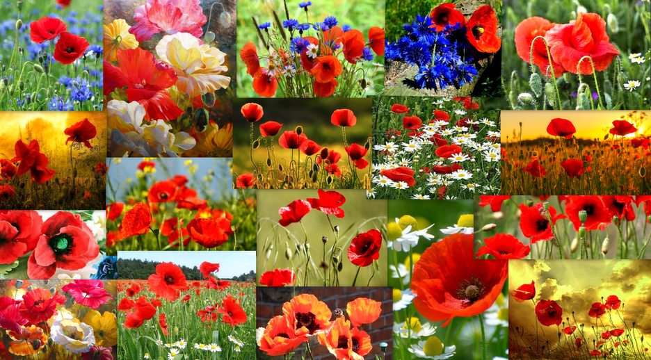 coquelicots puzzle en ligne