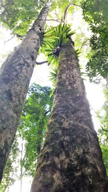 Gigantes da floresta tropical puzzle online