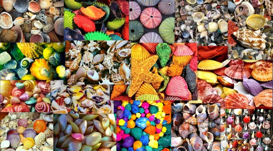 kleurrijke schelpen puzzel online van foto