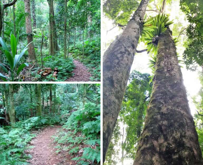 Pădure tropicală puzzle online