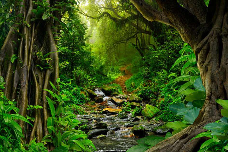 Dschungel Online-Puzzle vom Foto