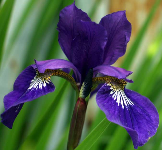 iris pussel online från foto