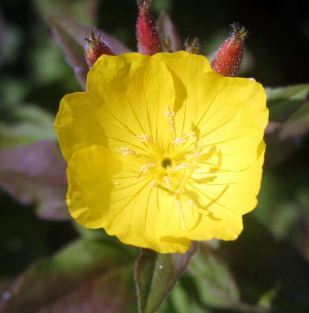 evening primrose puzzle online from photo