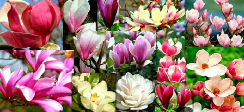 magnolias puzzle en ligne