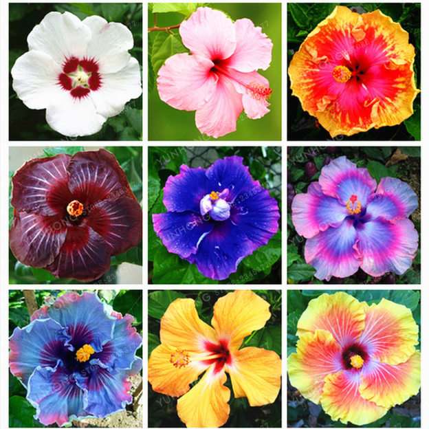 Hibiscus puzzle online from photo