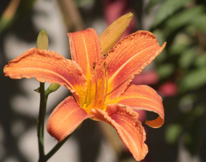 day lily online puzzle
