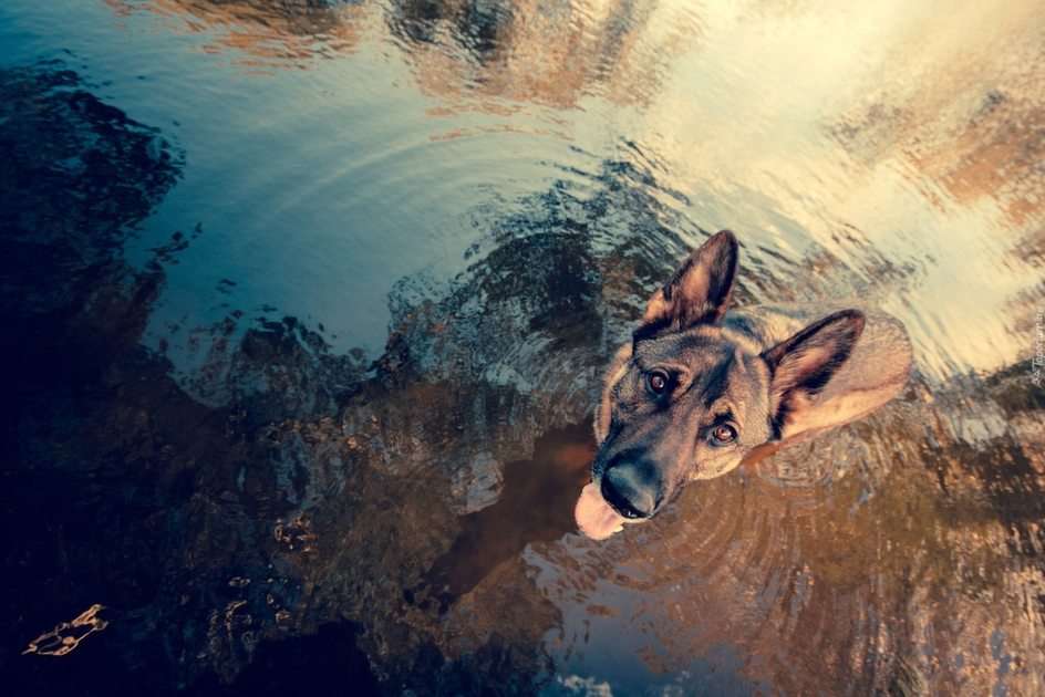 Deutscher Schäferhund Online-Puzzle vom Foto